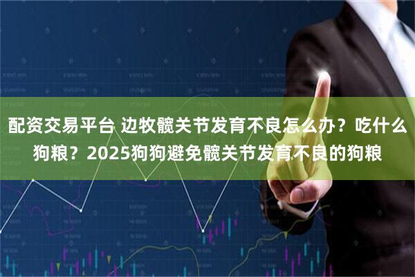 配资交易平台 边牧髋关节发育不良怎么办？吃什么狗粮？2025狗狗避免髋关节发育不良的狗粮